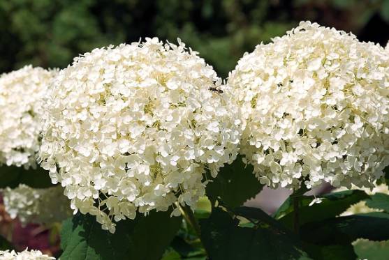 화담숲 수국 축제 예약 방법&amp;#44; 입장료&amp;#44; 모노레일 이용 팁