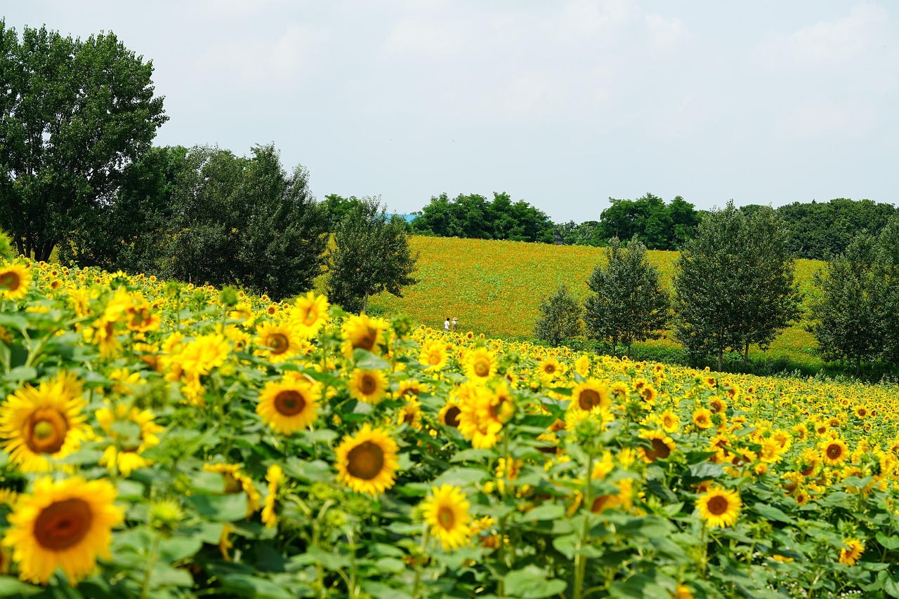 함안 강주 해바라기 축제