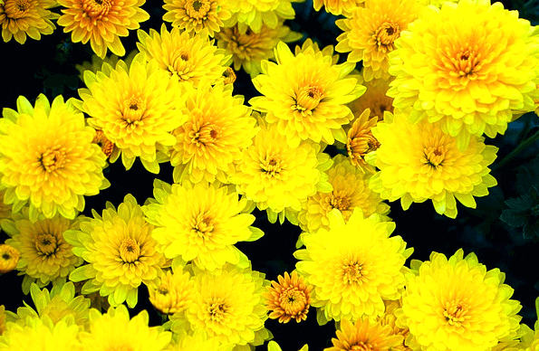 노란 소국들이 한가득 피어있다. 매우 아름답다.