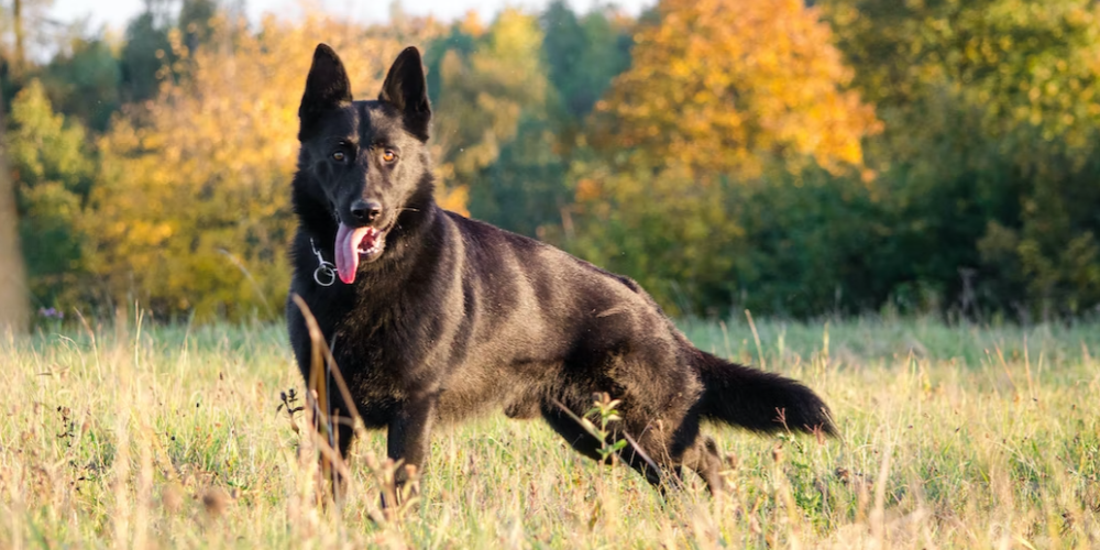 강아지 배변 훈련 방법 4