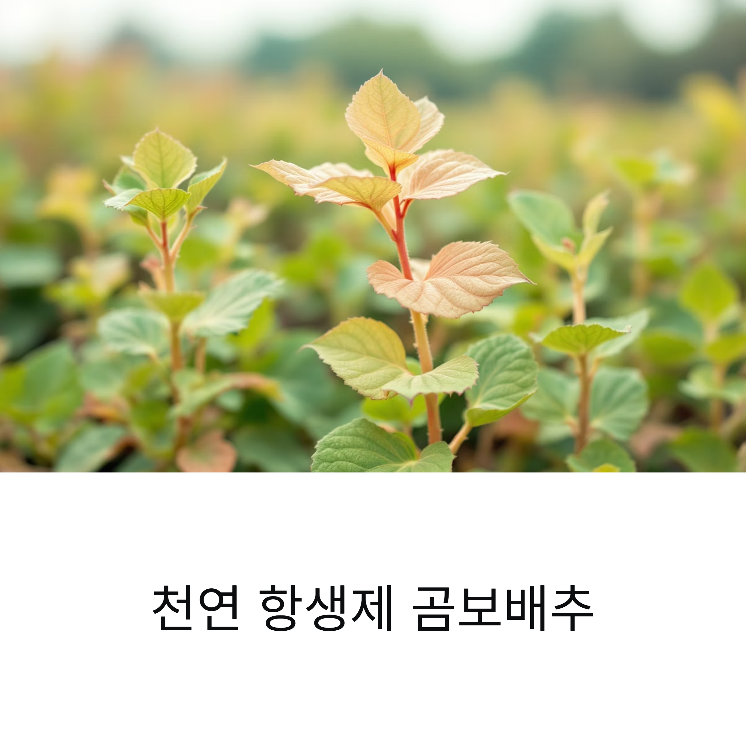 천연 항생제 곰보배추, 효능부터 섭취 방법, 부작용까지 완벽 가이드