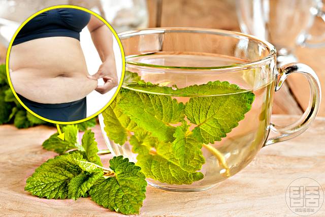 다이어트에 좋은 차 레몬밤차 살빼는차 다이어트차 추천