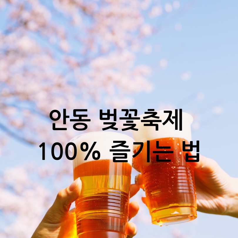 안동 벚꽃축제 2025