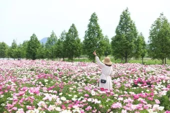 핫들생태공원 합천 산청 진달래축제_19