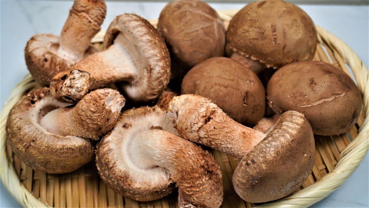 표고버섯 효능