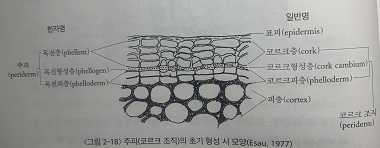 출처 : 수목생리학 (이경준 지음)