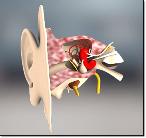 귀 구조 이미지