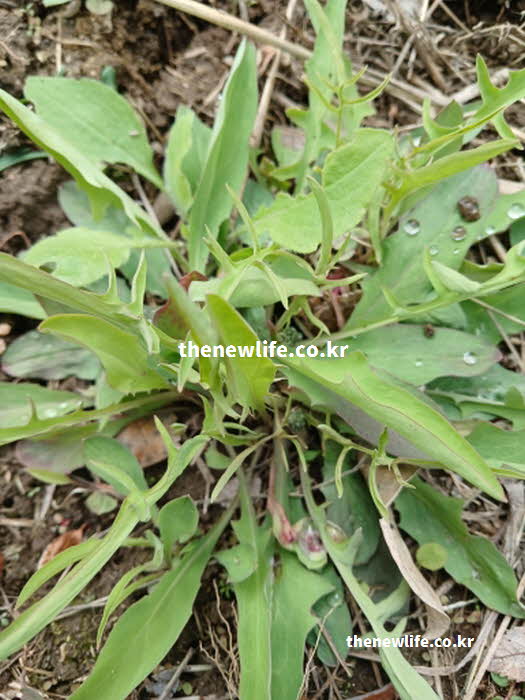 씀바귀와 고들빼기 차이점 구별법 생김새