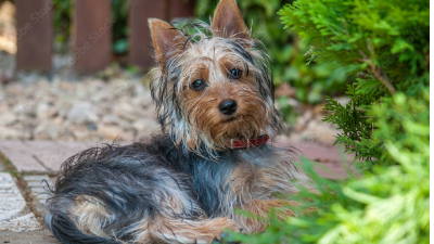 오스트레일리안 실키 테리어(Australian Silky Terrier) 이미지