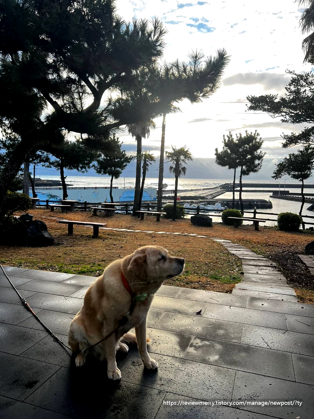 리트리버 사진