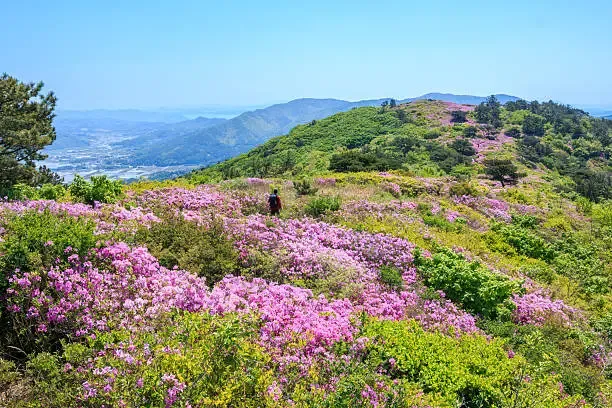 자라섬 꽃 페스타 6월까지 진행 중 사진 명소 가득