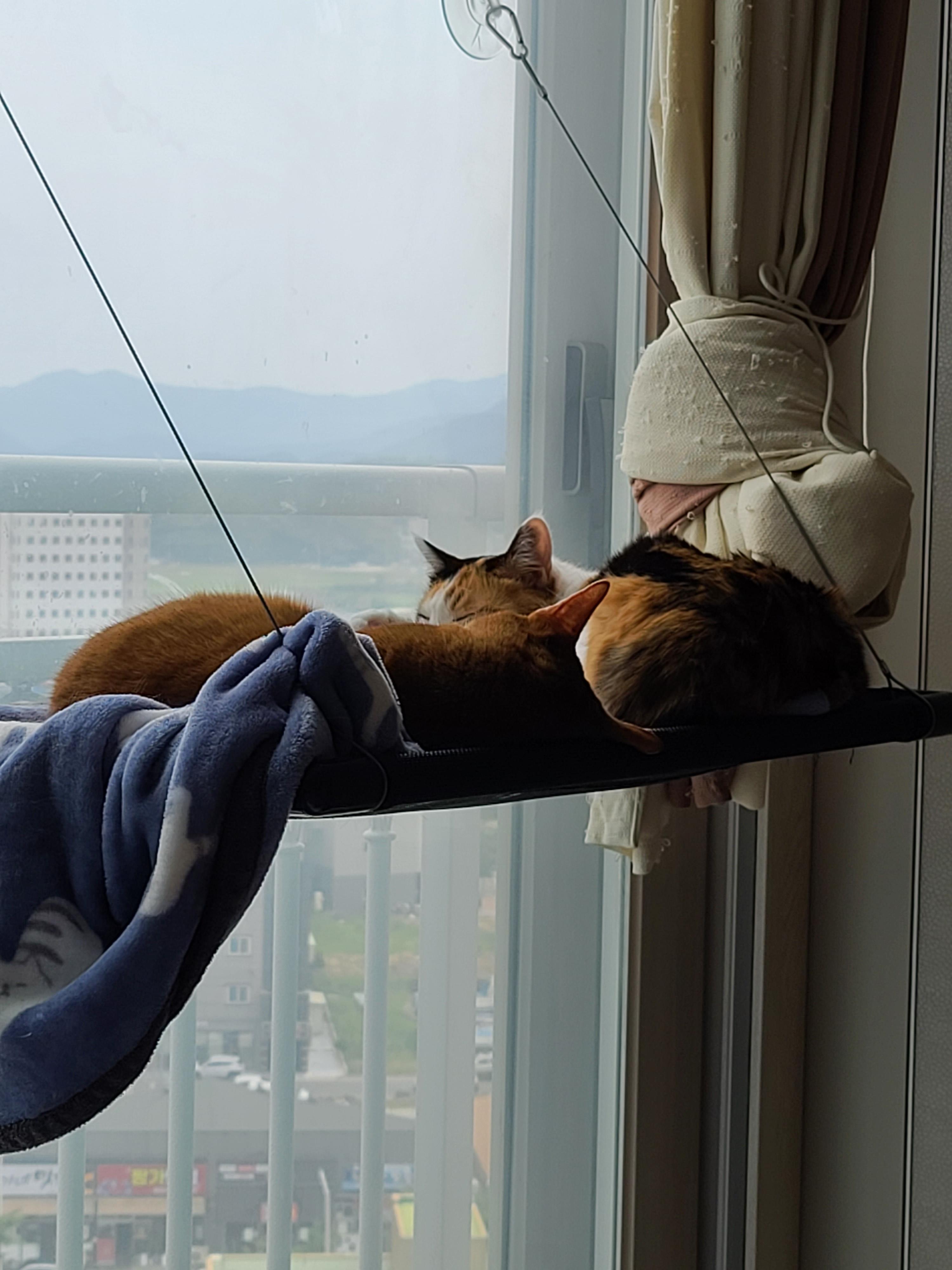 이해할수 없는 사차원 고양이 요미 ㅋ (feat. 루나와 요미)