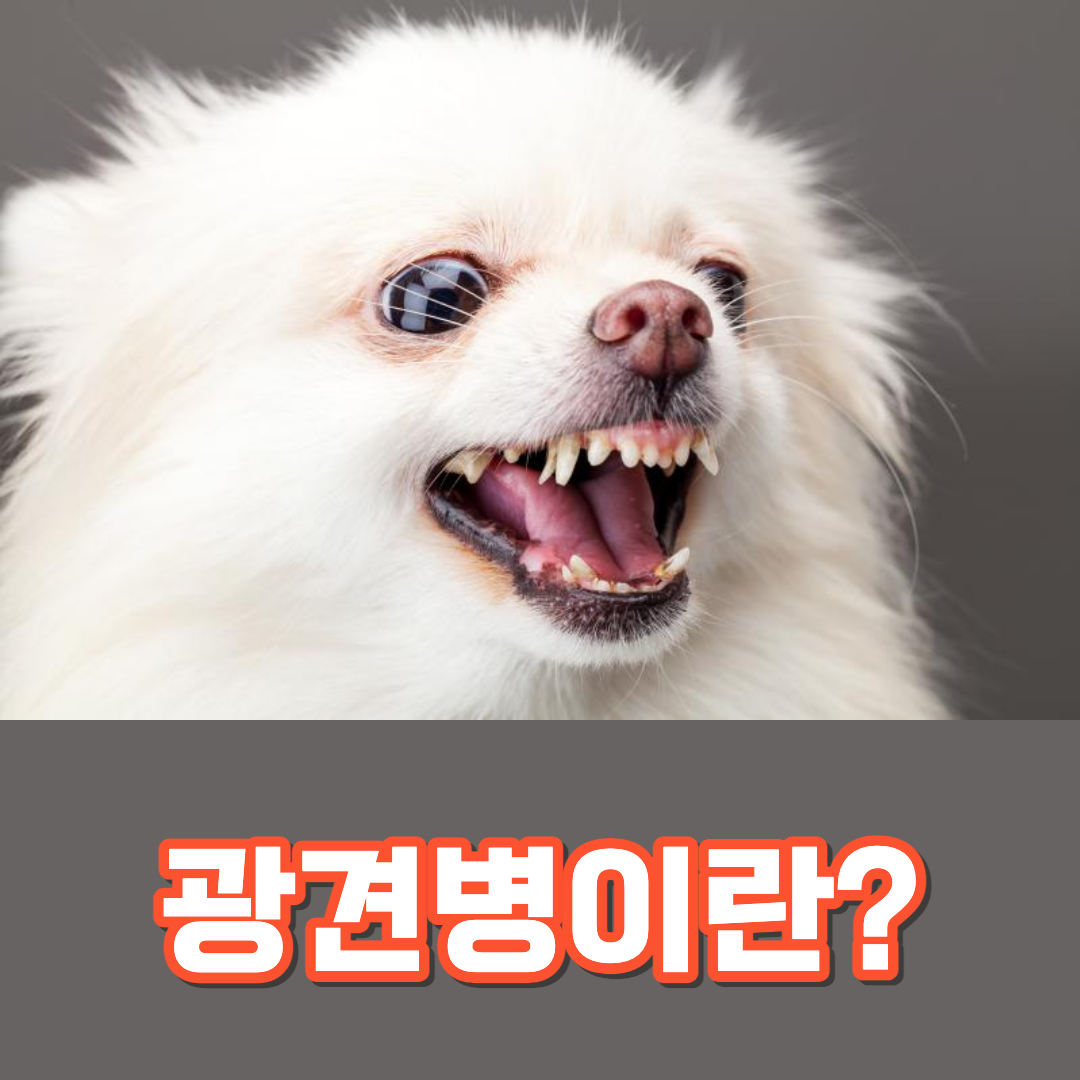 광견병이란?