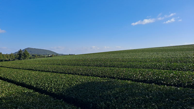 제주여행_성읍녹차마을
