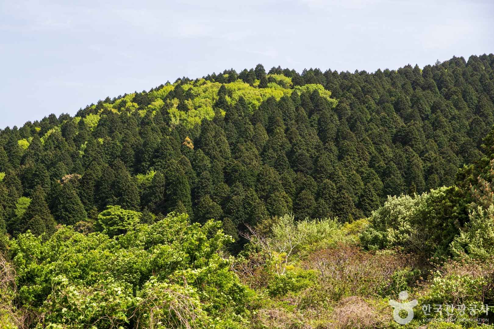 외나로도 편백숲