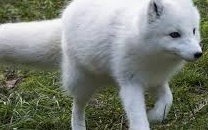 동물 꿈해몽 316가지 해석