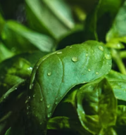 바질 효능 부작용 고르는법 요리 먹는 방법 허브