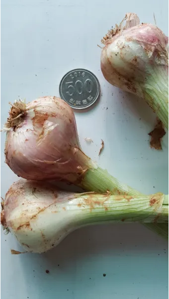 샬롯 재배 모종 씨쪽 나누기 건조 저장 병해 예방_12