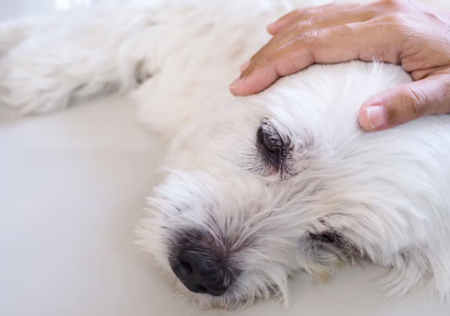 누워있는 강아지