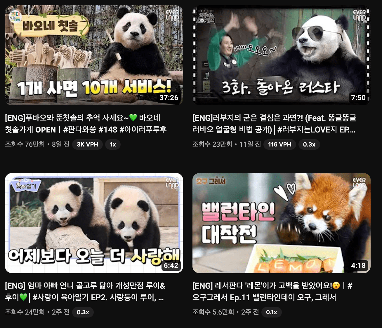 푸바오 유튜브 라이브 방송