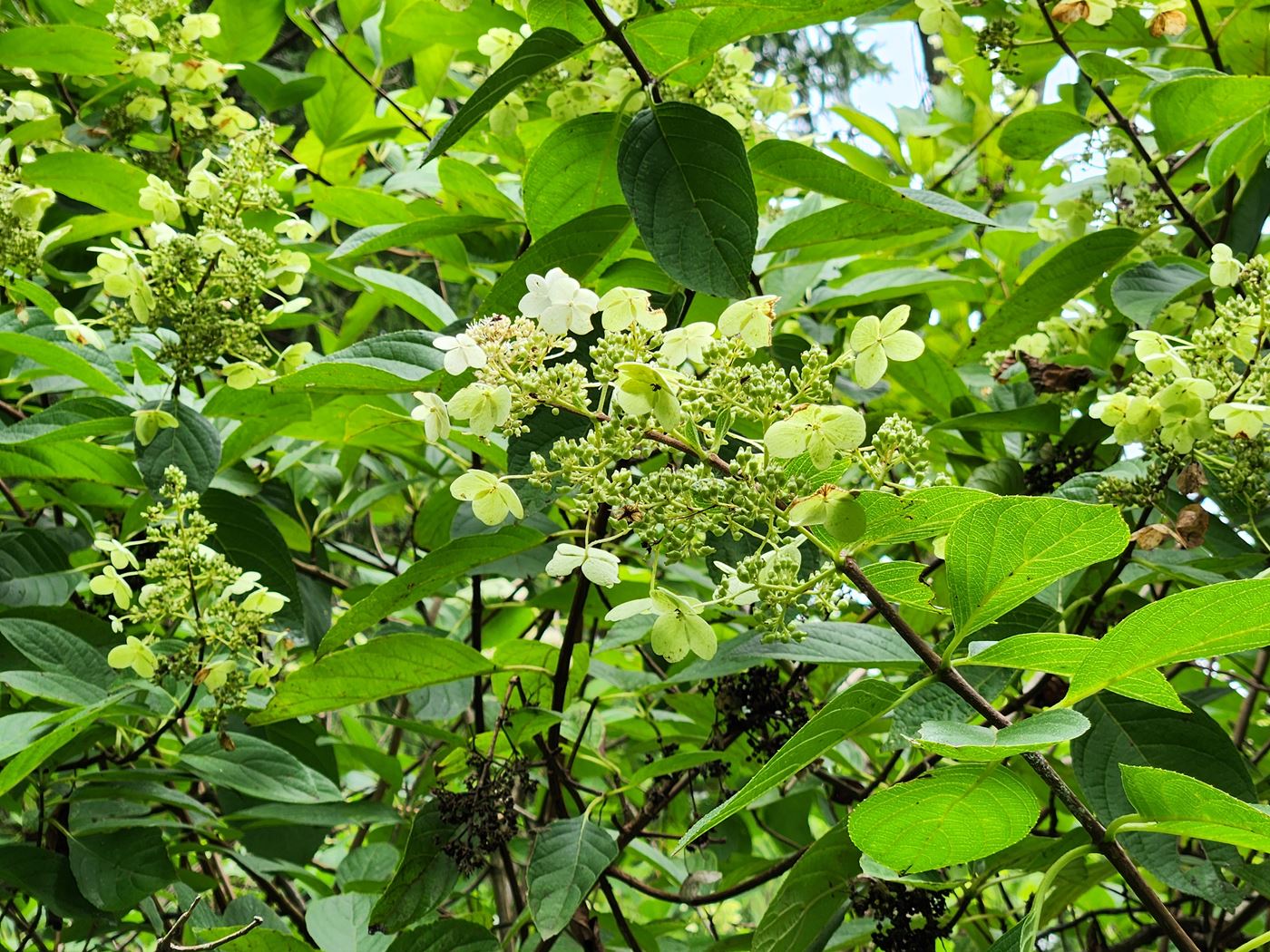 수국 레드엠페러