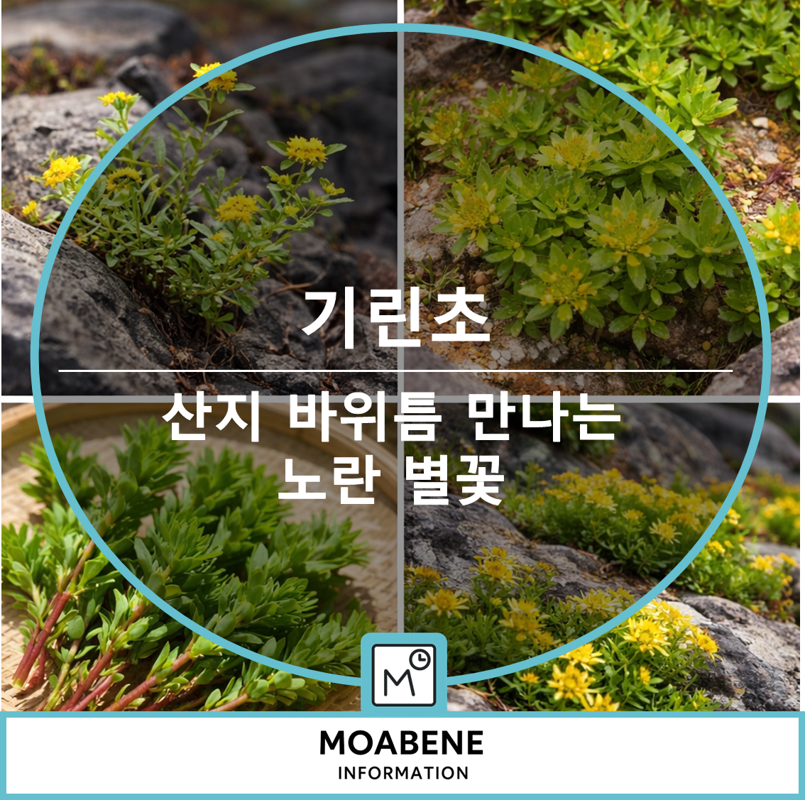 기린초 알아보기: 산지 바위틈에서 만나는 노란 별꽃, 특징부터 먹는 방법까지
