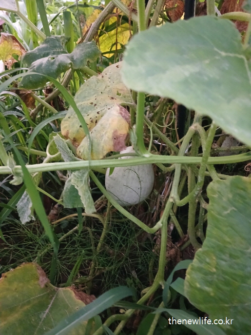 잎 사이에서 자라는 흰빛 어린 애호박--애호박 효능의 장 건강과 변비 개선 관련 실물 사진 (3)
