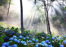  국내 가을 여행 - 해남 포레스트 수목원