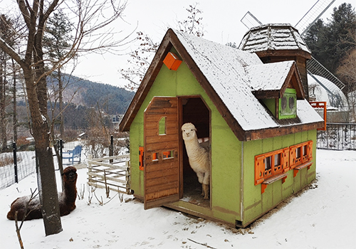 아침고요가족동물원3