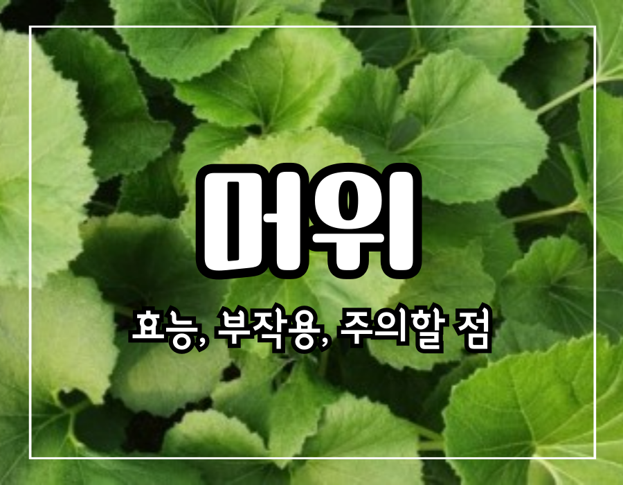 이 썸네일을 클릭하시면 머위 효능 10가지 부작용 및 먹는 방법 포스팅으로 이동 됩니다.