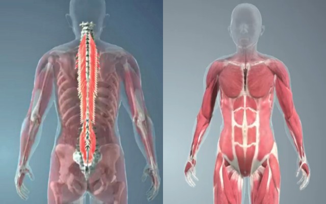 플랭크 운동 효과, 생로병사의 비밀, 항중력근