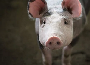 앞을-보고있는-돼지