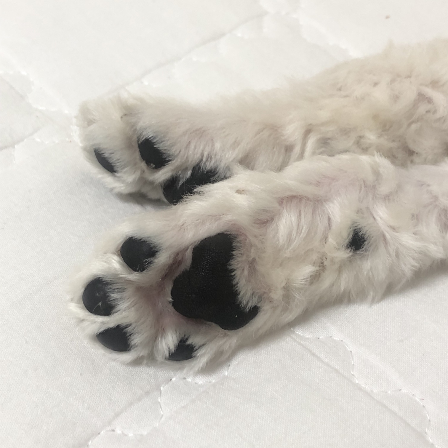 강아지의 발바닥