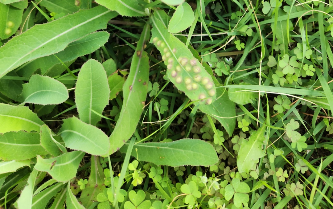 벌레혹