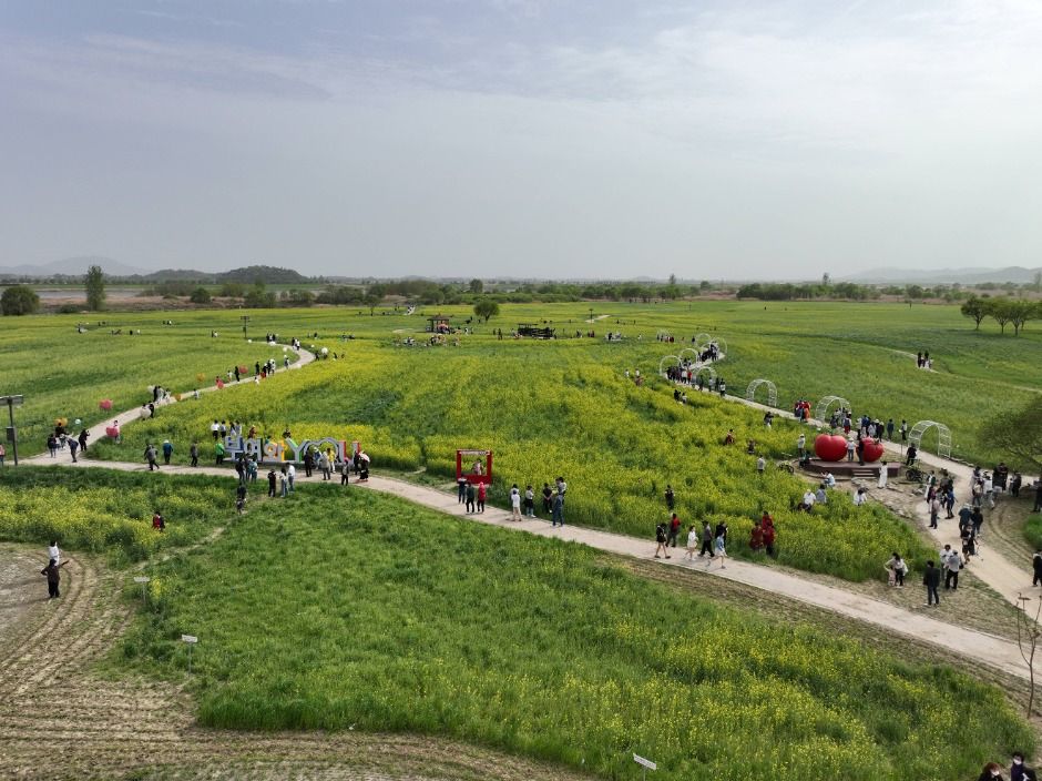 부여세도 방울토마토 유채꽃축제 / 사진출처=한국관광공사