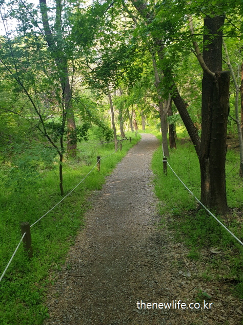 A walking path between trees and grass at Godeok Ecological Park in Seoul-서울 고덕 수변생태공원의 풀과 나무 사이를 지나는 산책로