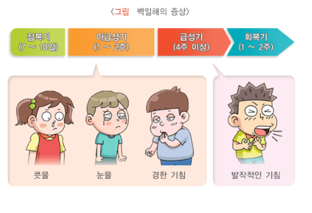 백일해 증상 안내