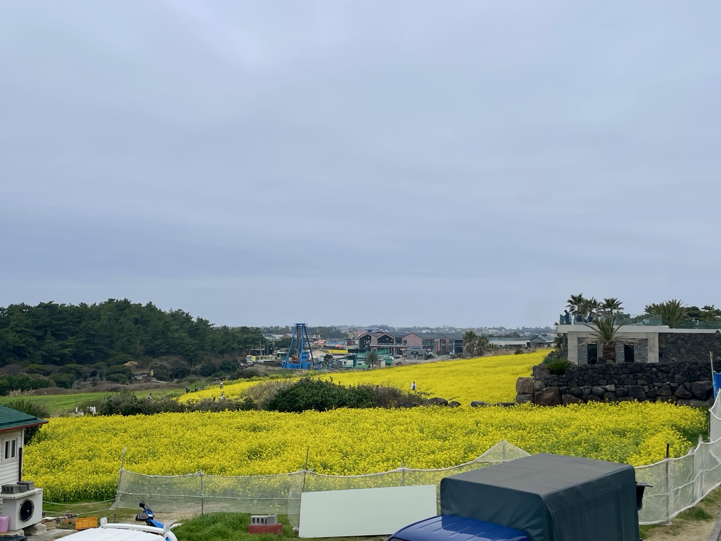 제주 유채꽃 필수 코스