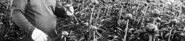 종자번식 (작약 씨앗), 포기나눔법 (작약 모종 판매)