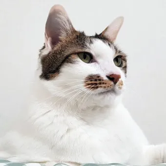 코숏 고양이 털색깔 종류 성격 수명_6