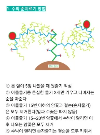 초보 수박 순치기 열매 크게 키우는 방법_3