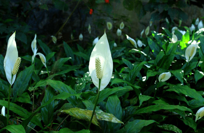 집안 공기를 바꾸는 공기정화식물, 평화백합