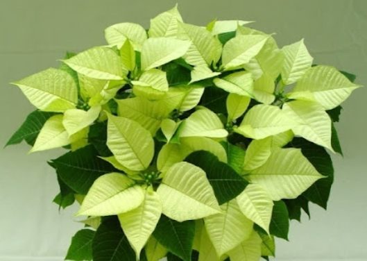 겨울 꽃 포인세티아