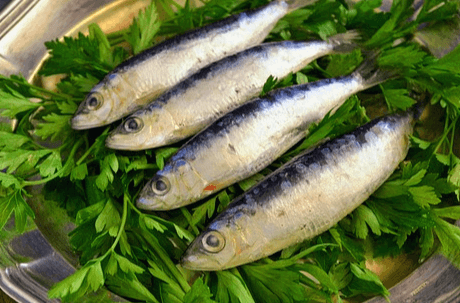 은색 철쟁반에 생 정어리 4마리가 있고, 정어리 밑에는 푸른 채소가 갈려있다.