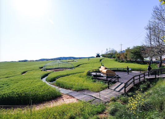 Jeonbuk Gochang Hakwon Farm - Green barley field view