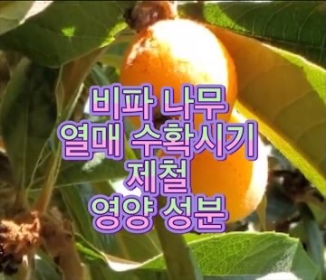 비파-나무-열매-수확시기-제철-영양-성분