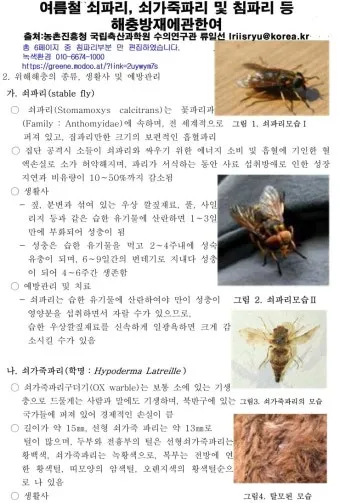 쇠파리에 물리면 증상 대처법과 응급처치 방법 안내_17