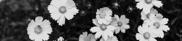 금계국 꽃말 = 상쾌한 기분