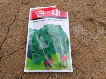 근대 재배 잎 따기 간격 유지 연속 수확_7