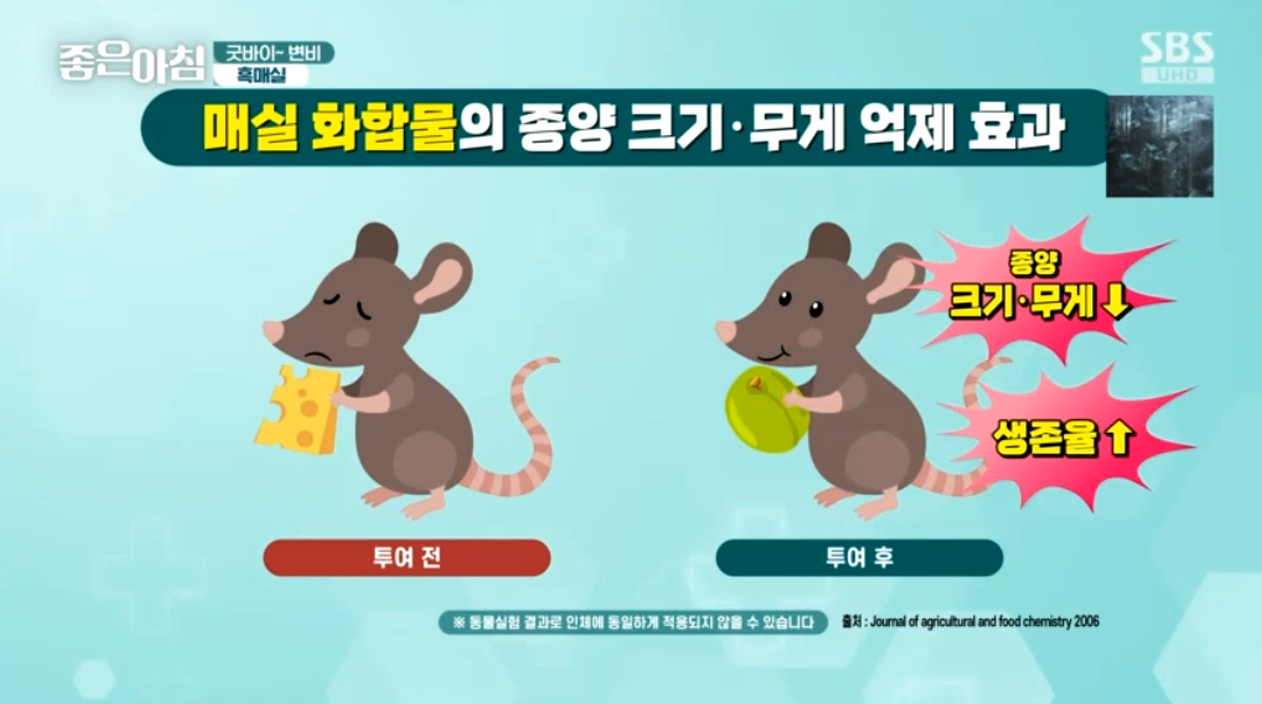 매실 흑매실 효능 매실짱아찌 매실청 만드는법